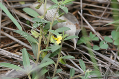 Polygala arvensis